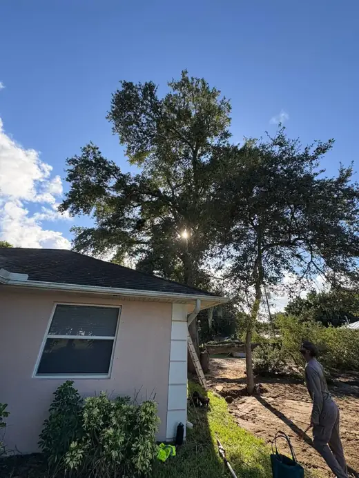 Large oak beside a home before tree work