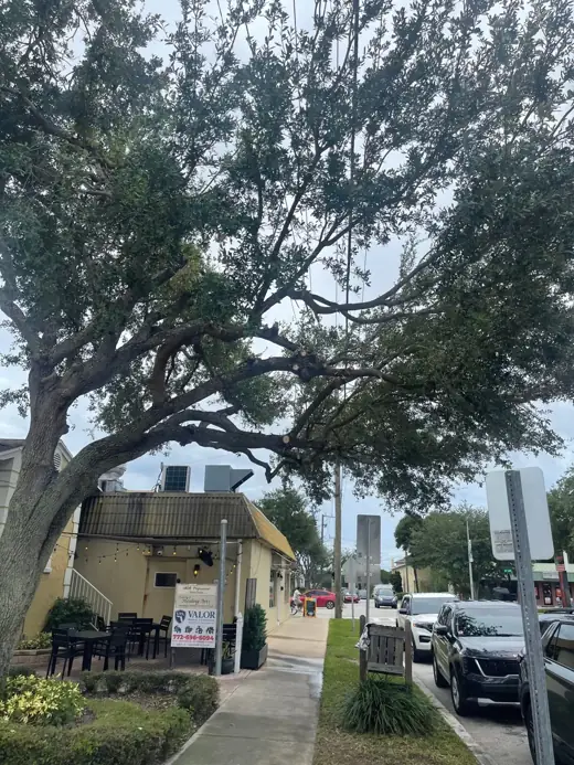 Oak canopy raised over the sidewalk after trimming