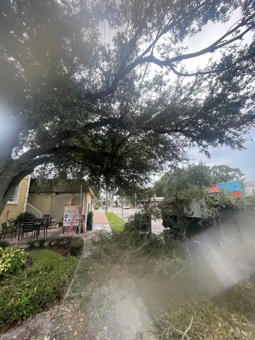 Oak limbs cut and on the ground during sidewalk clearance trimming
