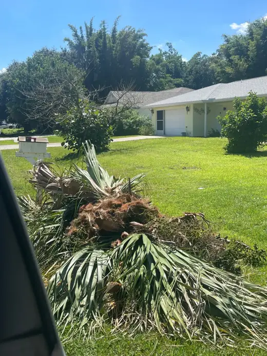 Palm fronds and debris ready for removal