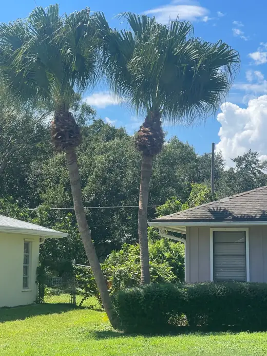 Two tall Washington palms beside homes