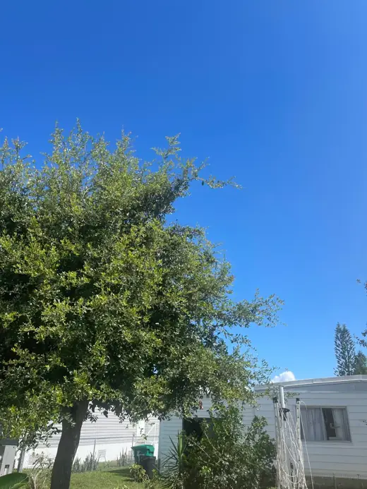 Yard after the Norfolk Island pine removal