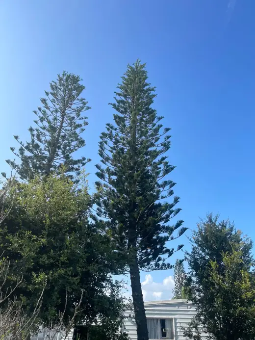 Two Norfolk Island pines next to a home before removal