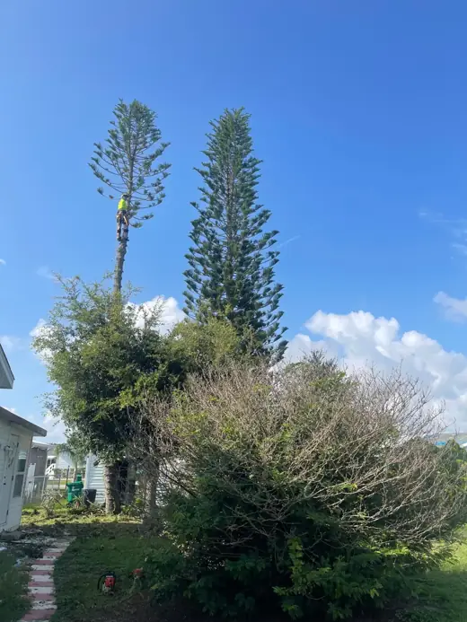 Climber removing limbs from a Norfolk Island pine