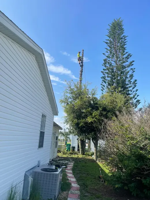 Climber taking down the trunk of a Norfolk Island pine in sections